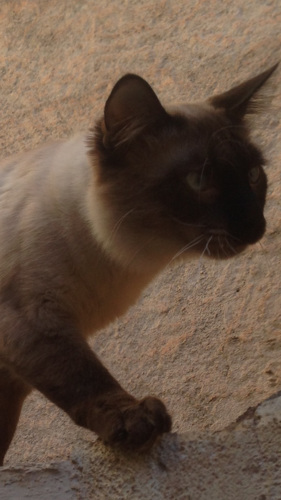 Portrait de Massinissa  Berkane
