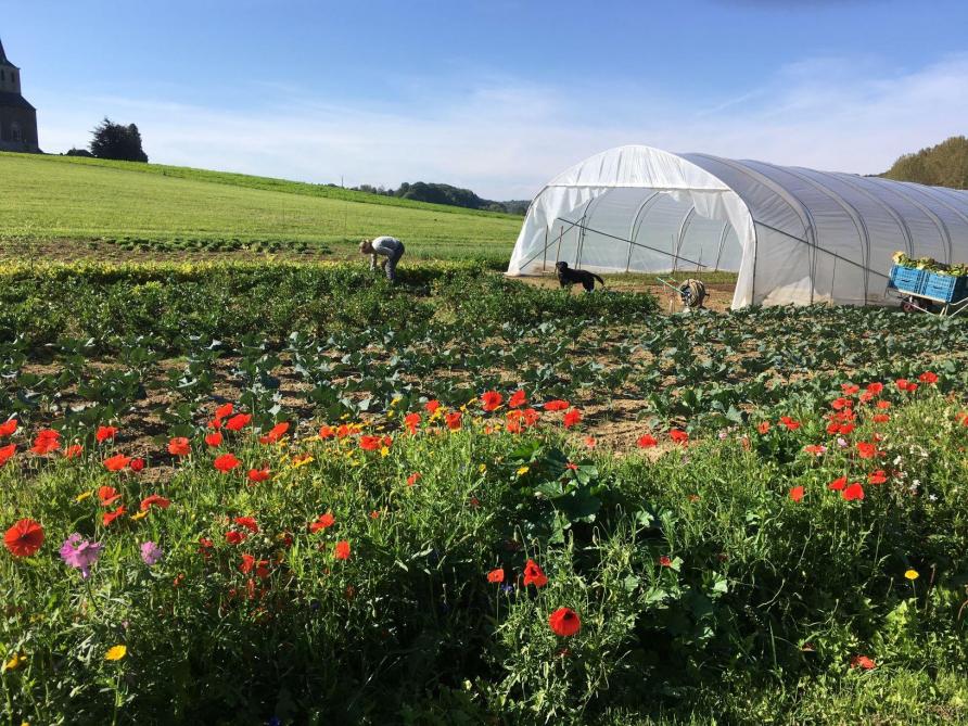 Illustration de  le grand potager de vybor